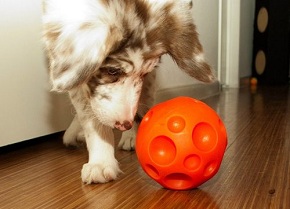 Treat Ball for Dogs